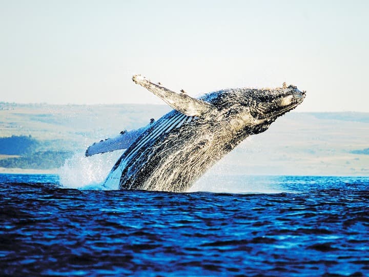 Whale watching along the South African Coastline